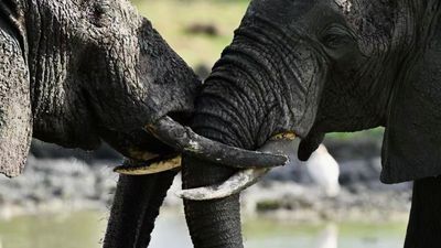 5-Day Upper Mid-Range Best of Tanzania Safari - Image - 20441