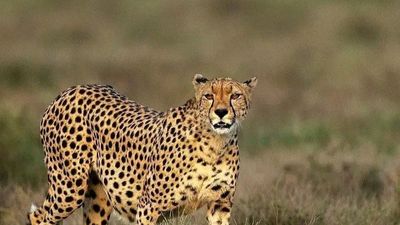 Kenya Classic Safari: 4 Days in Tsavo East, Tsavo West & Amboseli - Image - 13690