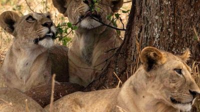 8-Day Tanzania Family & Friends Safari Adventure - Image - 18017