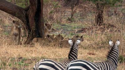 8-Day Tanzania Family & Friends Safari Adventure - Image - 18014