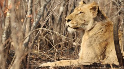 3 Days Masai Mara Safari – Private Midrange Adventure - Image - 12895