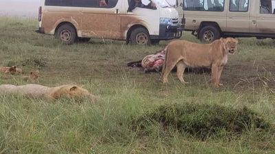 6-Day Kenya Safari Tour – Rift Valley, Aberdares & Masai Mara Game Drives - Image - 18793