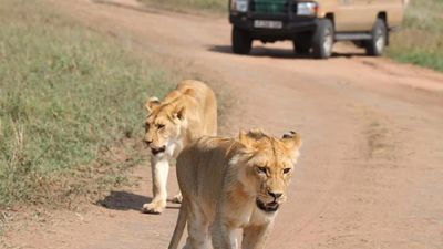 10-Day Tanzania Luxury Honeymoon Safari & Zanzibar Romance Escape - Image - 17908