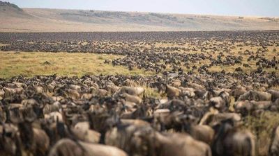 7 Days / 6 Nights Kenya Safari Amboseli, Naivasha, Nakuru & Maasai Mara - Image - 14060