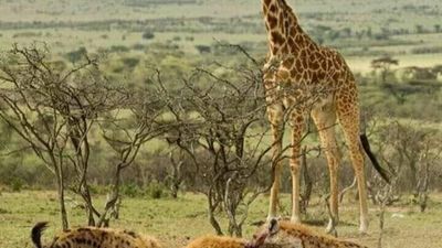 5-Day Serengeti Fly-In Luxury Safari – Big Cats & Great Plains Experience - Image - 15142