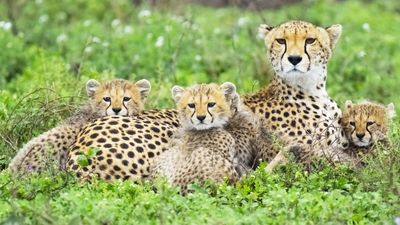 6 DAYS TANZANIA AFFORDABLE SAFARI EXPERIENCE - Image - 7514