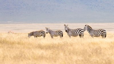 6 DAYS TANZANIA AFFORDABLE SAFARI EXPERIENCE - Image - 7513