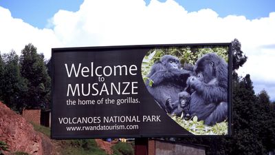 2 Days Gorilla and golden monkey Trekking Safari - Image - 21795
