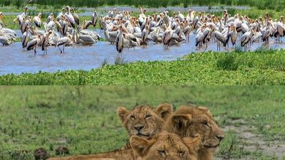 8-Day Tanzania Family & Friends Safari Adventure - Image - 18015