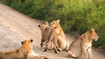 5-Day Upper Mid-Range Best of Tanzania Safari - Image - 20448