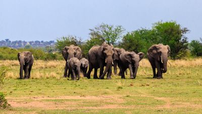 3-Day Big 5 Safari: Ngorongoro Crater, Tarangire & Lake Manyara - Image - 18933