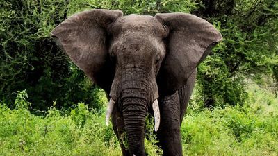 4-Day Nyerere and Mikumi National Parks- Mid Range Safari-Fly out - Image - 18046