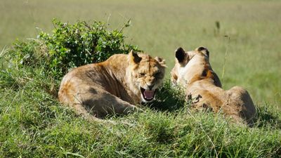 4 Days Masai Mara Budget Group Safari – Big Five Experience - Image - 13011