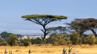 1 Day Amboseli National Park Tour - Image - 18925