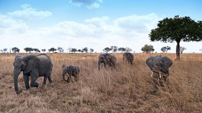 3-Day Mikumi Explorer – Wildlife, Culture & Adventure by SGR - Image - 18310