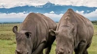 3-Day Samburu Fly-in Safari from Nairobi - Image - 26606