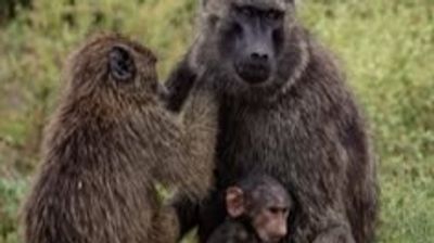 5-Day Explore Tanzania's Top 4 Parks in Midrange Comfort - Image - 24991