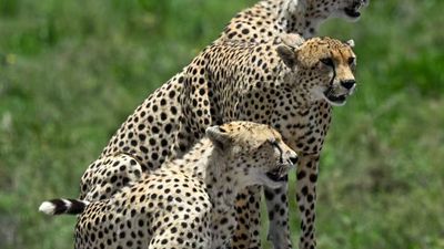5-Day Upper Mid-Range Best of Tanzania Safari - Image - 20445