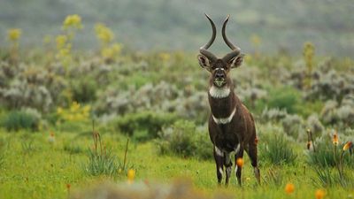 6-Day Bale Mountains & Awash Park Safari - Image - 13483