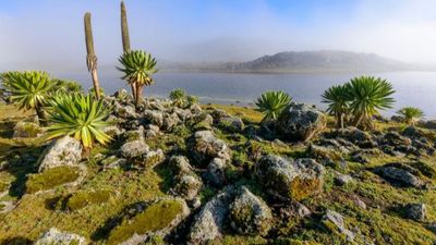 6-Day Bale Mountains & Awash Park Safari - Image - 13484