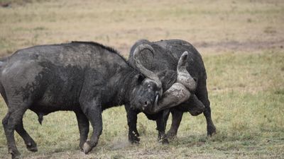 9 Days Grand Kenya Safari: From Northern Wilderness to Amboseli Plains - Image - 13140
