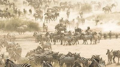 5-Day Serengeti Fly-In Luxury Safari – Big Cats & Great Plains Experience - Image - 15143