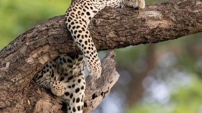 5-Day Serengeti Fly-In Luxury Safari – Big Cats & Great Plains Experience - Image - 15144