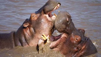 6-Day Kenya Safari Tour – Rift Valley, Aberdares & Masai Mara Game Drives - Image - 18788