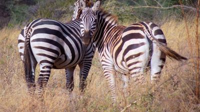 9 Days Grand Kenya Safari: From Northern Wilderness to Amboseli Plains - Image - 13136