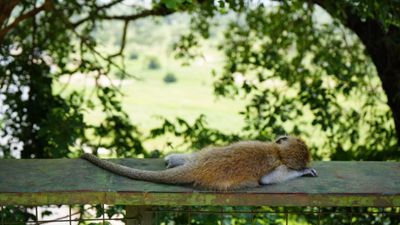7-Day Northern Tanzania Safari Itinerary - Image - 26614