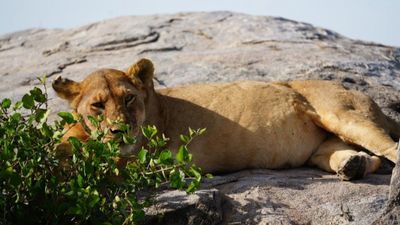 7-Day Northern Tanzania Safari Itinerary - Image - 26612