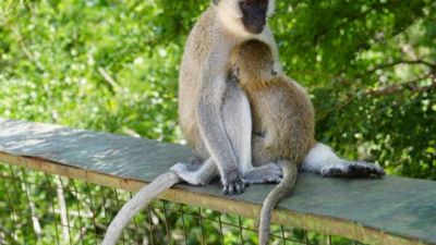 7-Day Northern Tanzania Safari Itinerary - Image - 26613