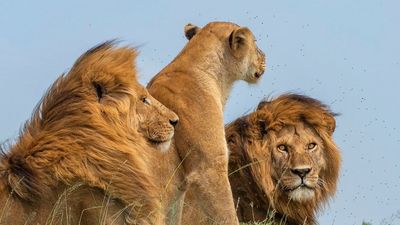 7 Days / 6 Nights Kenya Safari Amboseli, Naivasha, Nakuru & Maasai Mara - Image - 14059