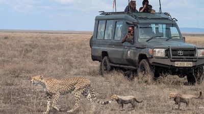 8-Day Mid-Range Mara River and Great Migration (Jul-Oct) - Image - 20588