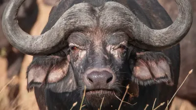 4 Days / 3 Nights Lake Naivasha & Maasai Mara Safari - Image - 13748