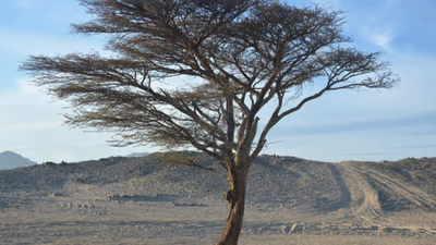 Super Safari Adventure with ATV, Camel Ride & BBQ|| Half Day - Image - 8243