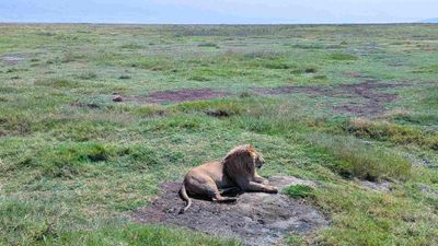 7 Days Tanzania Wildlife Safari – Serengeti, Ngorongoro, Tarangire & Lake Manyara - Image - 25204