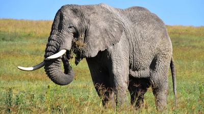 7 Days Tanzania Wildlife Safari – Serengeti, Ngorongoro, Tarangire & Lake Manyara - Image - 25210