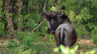 7 Days Tanzania Wildlife Safari – Serengeti, Ngorongoro, Tarangire & Lake Manyara - Image - 25207
