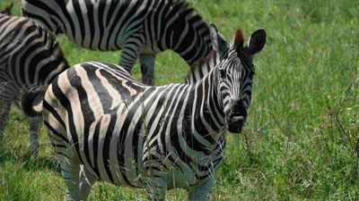 7 Days Tanzania Wildlife Safari – Serengeti, Ngorongoro, Tarangire & Lake Manyara - Image - 25205