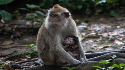 3D2N BUKIT LAWANG - Image - 10358