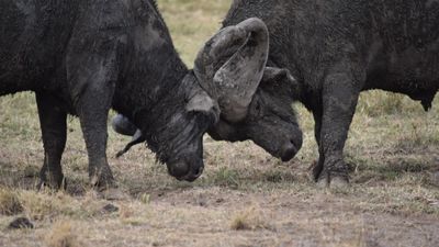 Kenya Classic Safari: 4 Days in Tsavo East, Tsavo West & Amboseli - Image - 13687