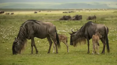 2-Day Safari to Tarangire and Ngorongoro Crater - Image - 22020