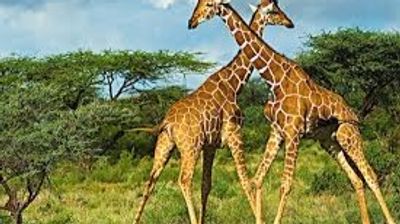 6-Day Kenya Safari Tour – Rift Valley, Aberdares & Masai Mara Game Drives - Image - 18790