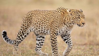 10 Days Kenya Safari in the South & Coast Escape - Image - 15076