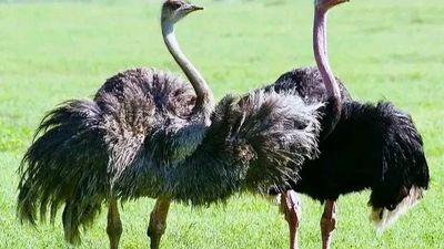 7 Days Tanzania Wildlife Safari – Serengeti, Ngorongoro, Tarangire & Lake Manyara - Image - 25206