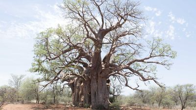 Ultimate Tanzania Wildlife Safari & Zanzibar Beach Holiday - Image - 25214