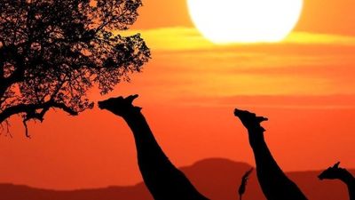Ultimate Tanzania Wildlife Safari & Zanzibar Beach Holiday - Image - 25225