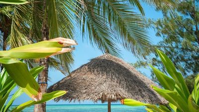 Ultimate Tanzania Wildlife Safari & Zanzibar Beach Holiday - Image - 25223