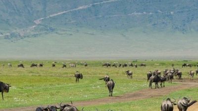 Ultimate Tanzania Wildlife Safari & Zanzibar Beach Holiday - Image - 25224